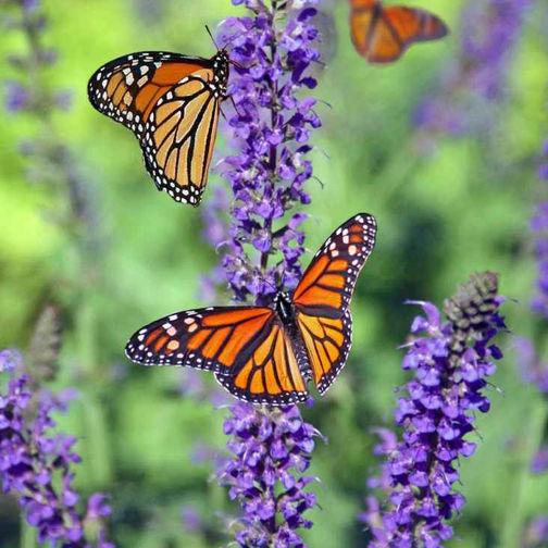 A butterfly on a lavender plant.
