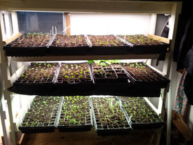 A shelf full of seedling under grow lights.