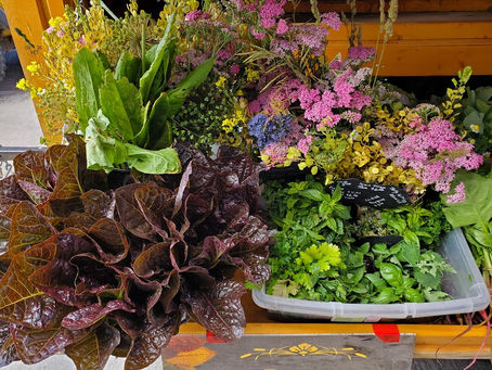 Red romaine lettuce surrounded by a rainbow of flowers.