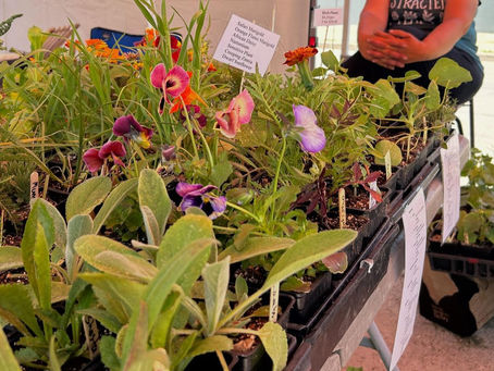 A table full of plants