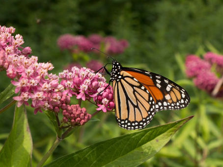 A monarch butterfly on milkweed.