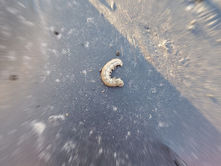 A horrid cutworm that mows down plants in the garden.