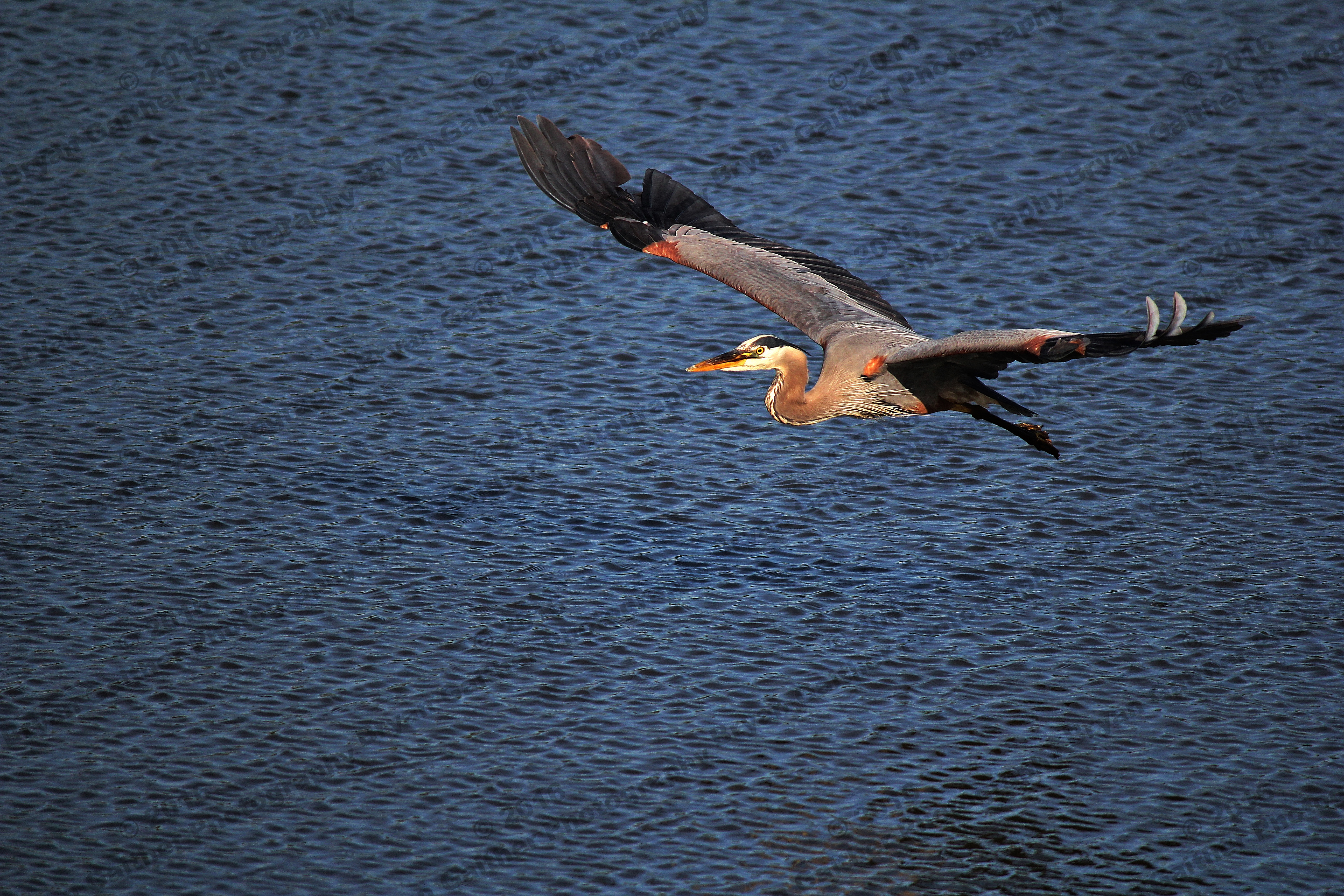IMG_4497
