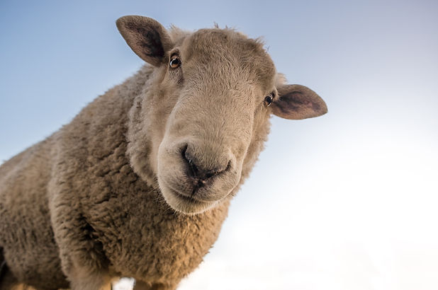 sheep1.jpg