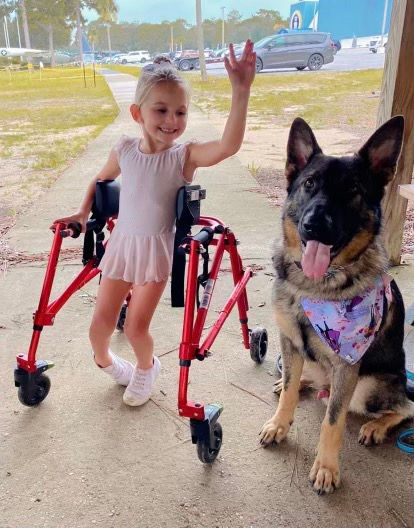 Southernwind Service Dog aiding for a mobility condition