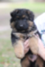 Puppy from Southernwind 6 weeks