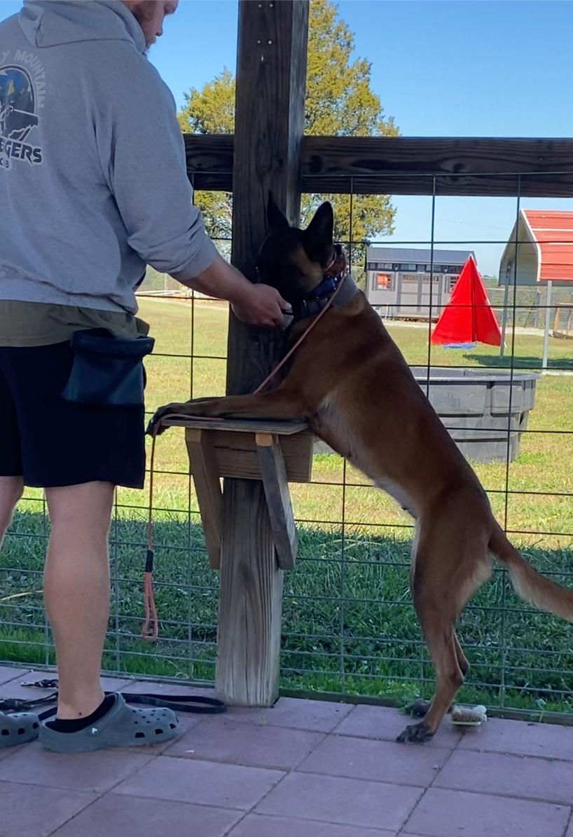 Dog training