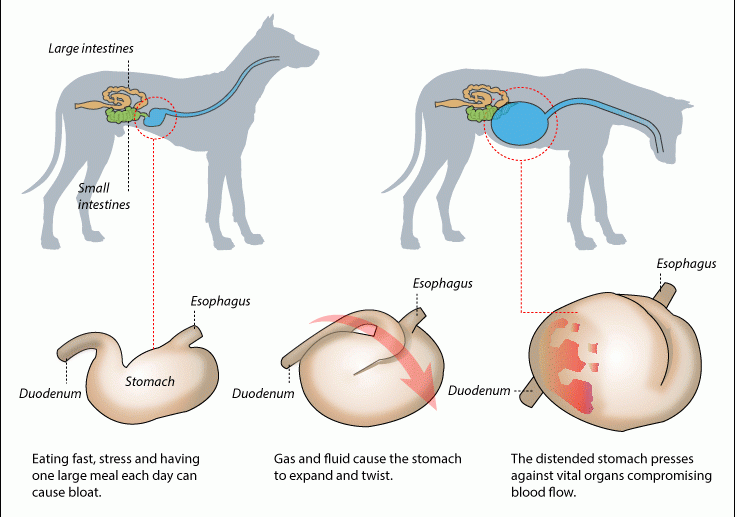 About Dogs and Bloat