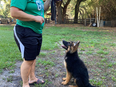 My Dog was Trained Professionally, but won't listen to me