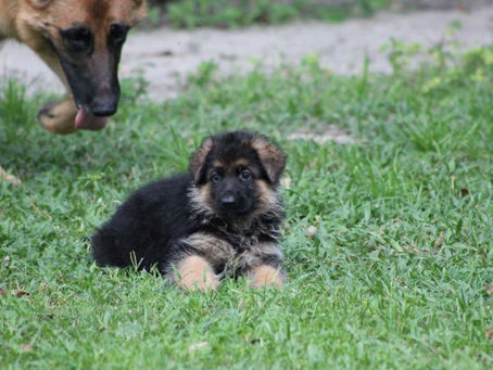 We just got a new puppy what should we do?