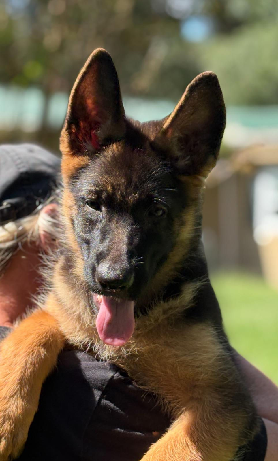 Eye-level view of a German Shepherd alert