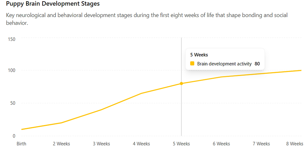 Puppy brain development stages from birth to eight weeks showing the critical bonding and socialization period