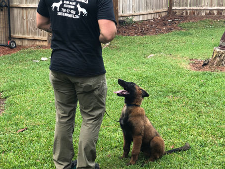 Structure is a powerful way to help your dog be awesome
