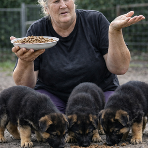 German Shepherd puppies eating scattered kibble from the floor while a breeder holds a bowl of food and wonders why puppies prefer eating from the ground.