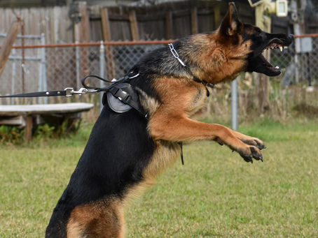 AGGRESSION IN DOGS Part 2