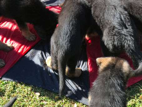 "Unleashing the Power of Puppy Enrichment: The Southernwind Enrichment Program"
