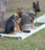 Southernwind Dogs one Black and red and one sable