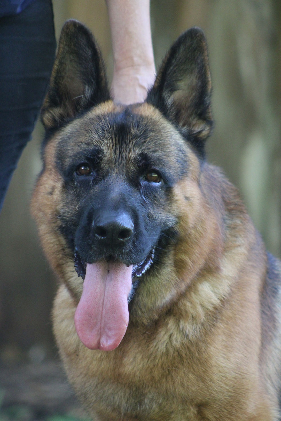 Close-up view of a German Shepherd's face showing alert expression