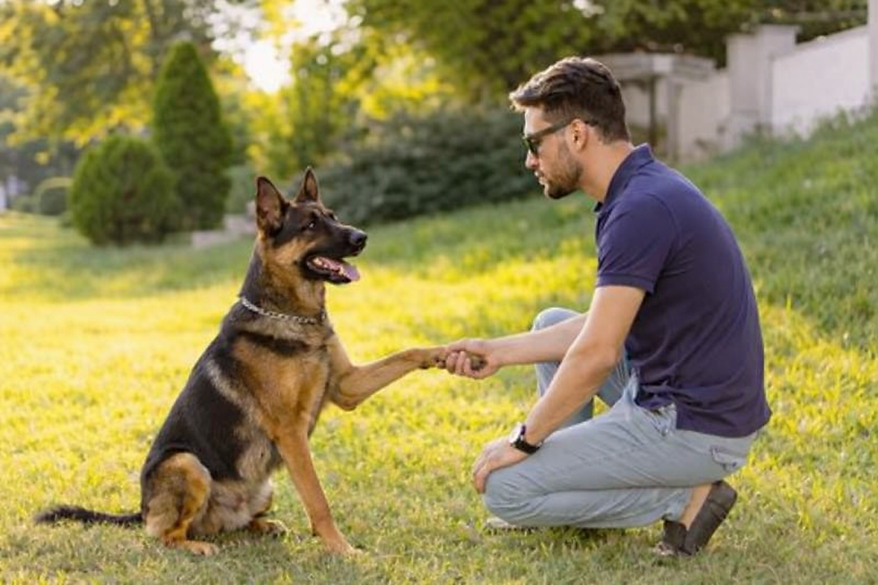 Dog focusing on his owner eyes and giving his paw showing trust