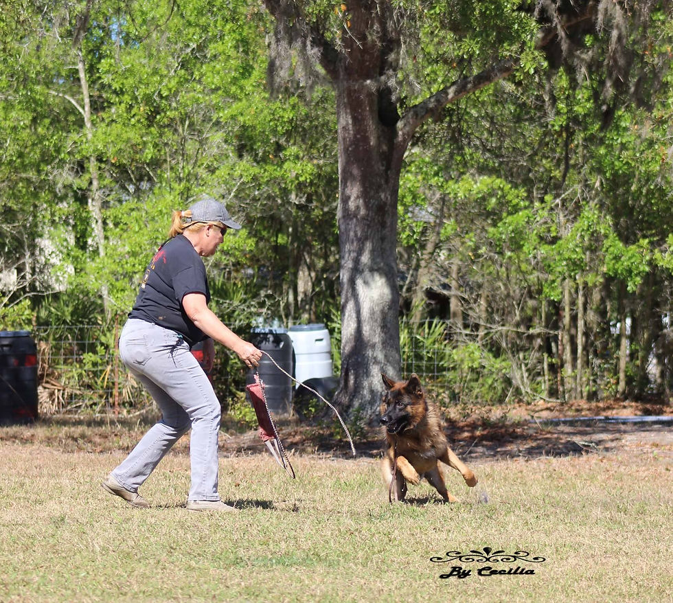 Dog in Prey Drive