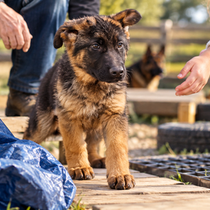 German Shepherd puppy recovering from a startle and investigating a new object during controlled socialization