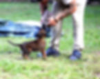 DSWK Malinois Puppy starting his protection techniques