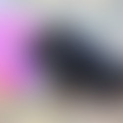 Early Neurological Stimulation in Puppies | Science-Backed Resilience Training – Southernwind Kennels