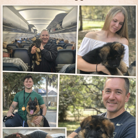 Puppy Transition to a New Home: The Critical Role of the Breeder in Separation, Development, and Long-Term Behavior