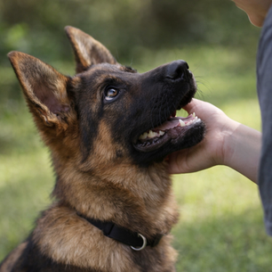 German Shepherd puppy early temperament development and behavior formation