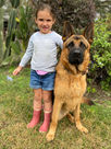 German Shepherd top Dogs from Southernwind Kennels