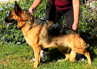 Breeding Bitches from Southernwind Kennels