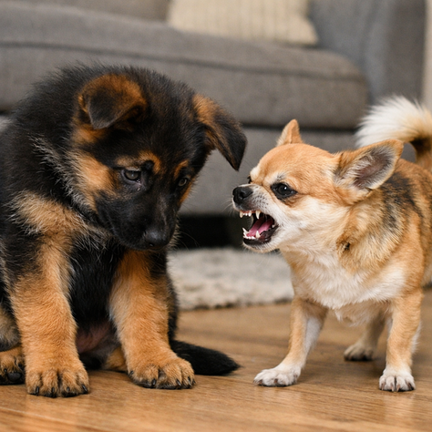 A young puppy can become stressed or shut down when intimidated by other dogs in a new home environment.