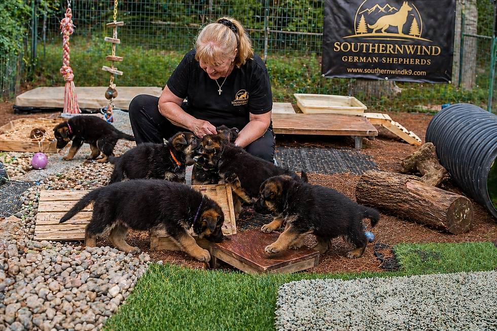 breeder interacting with German Shepherd puppies in enriched environment with different surfaces toys and obstacles supporting early puppy brain developmen