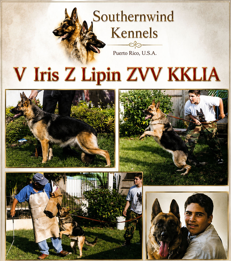 Vintage Southernwind Kennels collage featuring V Iris Z Lipin ZVV KKL1A, a Czech working line German Shepherd from historic border patrol bloodlines, shown in conformation, protection work, and temperament images representing strong nerves, structure, prey drive, and working heritage.