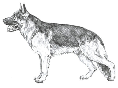 The anatomical and mechanical aspects of the slight slope "TopLine" observed in German Shepherds