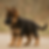 Southernwind Kennels Puppy from Brooksville