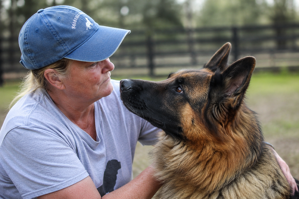 Southernwind German Shepherd looking into its owner’s eyes,