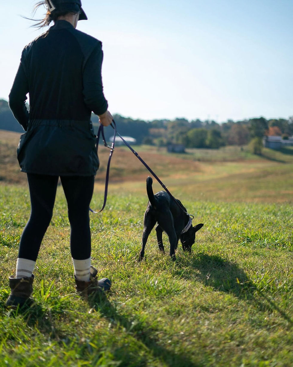 Unleashing the Power of Canine Senses A Canine Training Editorial from