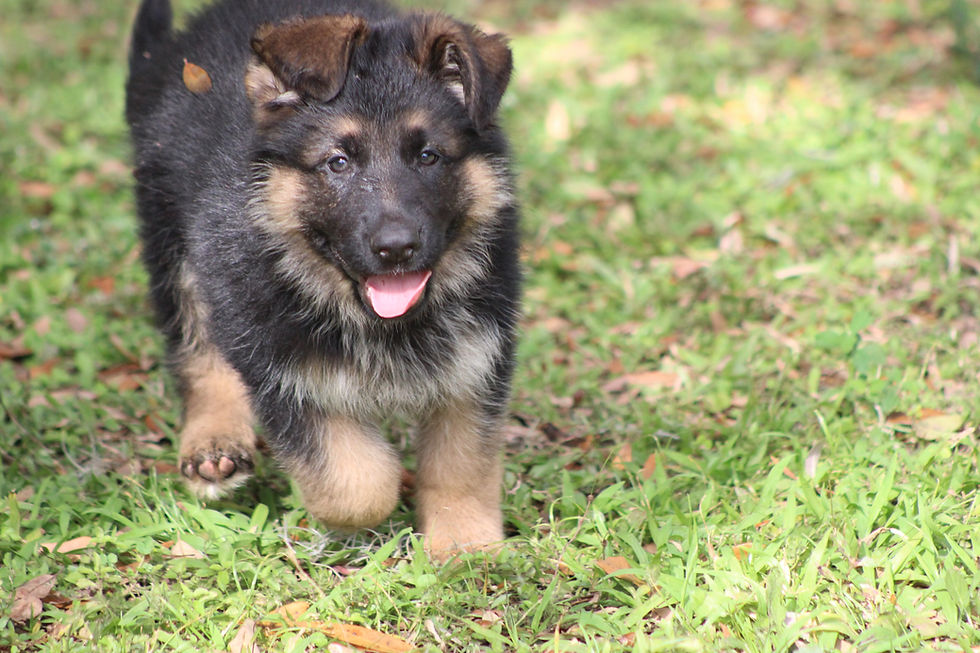 High angle view of a German Shepherd puppy playing in a backyard