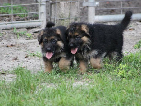 Who chooses my future puppy?