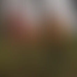 Forest Through the Trees