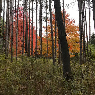 Forest Through the Trees