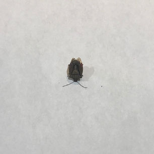 Stink Bugs