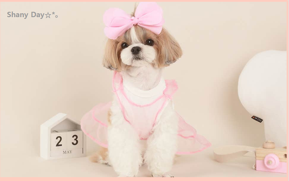 샤니님의 블로그