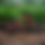 Thumbnail: 2025 HOY Pentland 24"