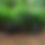 Thumbnail: 2025 HOY Pentland 24"