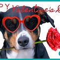 eCard Valentines dog sunglasses and rose.jpg