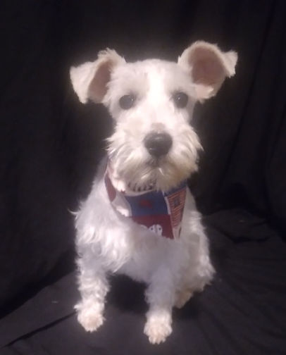 White Schnauzer
