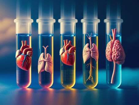 Organoids: How Scientists are Using Tiny Human Organs to Revolutionize Medicine