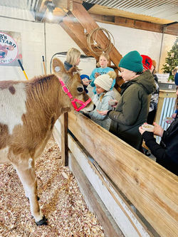 Kids Feeding Lucy the Cow